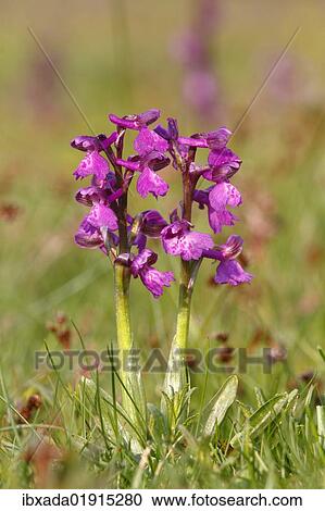 "Green-winged orchid or Green-veined orchid (Anacamptis morio, Orchis morio), flowering" View Large Photo Image Stock Image - "Green-winged orchid or Green-veined orchid (Anacamptis morio, Orchis morio), flowering". Fotosearch
