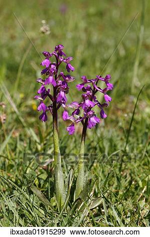 "Green-winged orchid or Green-veined orchid (Anacamptis morio, Orchis morio), flowering" View Large Photo Image Stock Photo - "Green-winged orchid or Green-veined orchid (Anacamptis morio, Orchis morio), flowering". Fotosearch