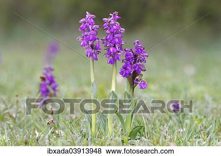 Stock Photo - "Green-winged Orchid or Green-veined Orchid (Orchis morio), inflorescences, Hesse, Germany, Europe". Fotosearch