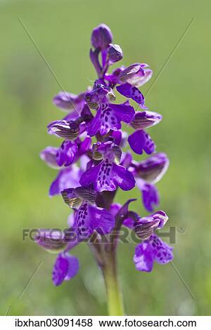 "Green-winged Orchid or Green-veined Orchid (Anacamptis morio, Orchis morio), Seewinkel, Apetlon, Burgenland, Austria, Europe" View Large Photo Image Stock Photo - "Green-winged Orchid or Green-veined Orchid (Anacamptis morio, Orchis morio), Seewinkel, Apetlon, Burgenland, Austria, Europe". Fotosearch