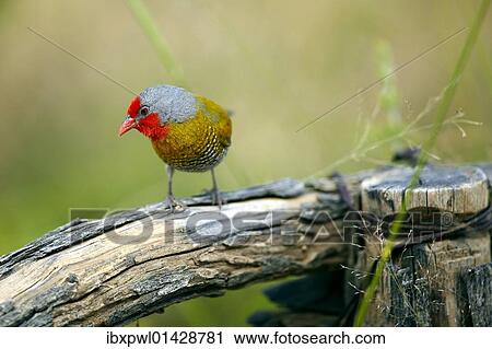 Stock Image - "Green-winged Pytilia (Pytilia melba), Waterberg Plateau Park, Namibia, Africa". Fotosearch