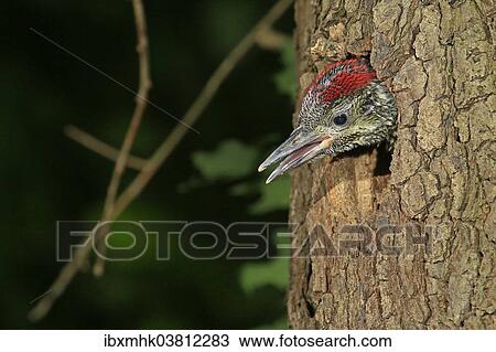 "Green Woodpecker (Picus viridis), young looking out of the tree hole, Germany, Europe" View Large Photo Image Stock Image - "Green Woodpecker (Picus viridis), young looking out of the tree hole, Germany, Europe". Fotosearch
