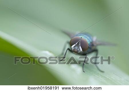 "Greenbottle fly (Lucilia sp. ), Haren, Emsland region, Lower Saxony, Germany, Europe" View Large Photo Image Stock Image - "Greenbottle fly (Lucilia sp. ), Haren, Emsland region, Lower Saxony, Germany, Europe". Fotosearch