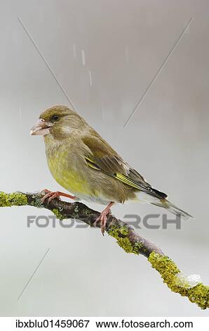 Stock Photo - "Greenfinch (Carduelis chloris), female". Fotosearch
