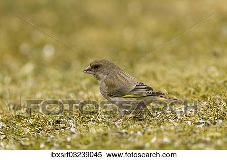"Greenfinch (Carduelis chloris), Hesse, Germany, Europe" View Large Photo Image Stock Photography - "Greenfinch (Carduelis chloris), Hesse, Germany, Europe". Fotosearch