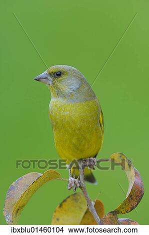 Picture - "Greenfinch (Carduelis chloris), male". Fotosearch