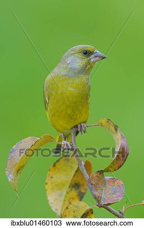 Stock Image - "Greenfinch (Carduelis chloris), male". Fotosearch