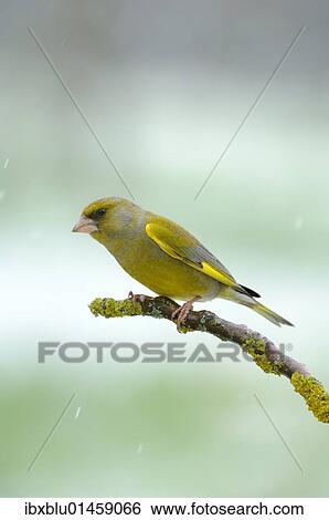 Stock Photograph - "Greenfinch (Carduelis chloris), male". Fotosearch