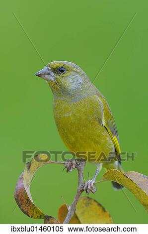 "Greenfinch (Carduelis chloris), male" View Large Photo Image Stock Photography - "Greenfinch (Carduelis chloris), male". Fotosearch