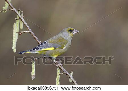 "Greenfinch (Carduelis chloris) perched on a flowering Hazel branch (Corylus avellana), North Rhine-Westphalia, Germany, Europe" View Large Photo Image Stock Image - "Greenfinch (Carduelis chloris) perched on a flowering Hazel branch (Corylus avellana), North Rhine-Westphalia, Germany, Europe". Fotosearch