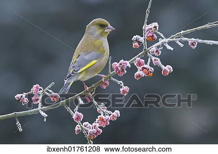 Stock Photo - Greenfinch (Carduelis chloris). Fotosearch