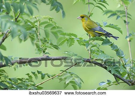 "Greenfinch (Carduelis chloris), Rhodopes, Bulgaria, Europe" View Large Photo Image Stock Photo - "Greenfinch (Carduelis chloris), Rhodopes, Bulgaria, Europe". Fotosearch