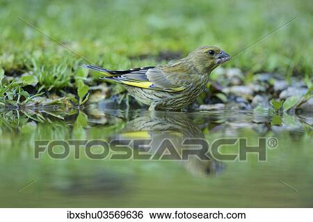 Stock Photograph - "Greenfinch (Carduelis chloris) washing itself, Rhodopes, Bulgaria, Europe". Fotosearch