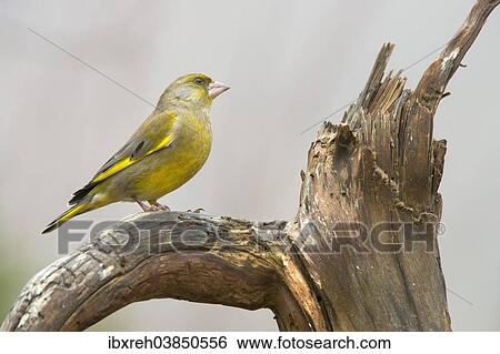 "Greenfinch (Chloris chloris), Tyrol, Austria, Europe" View Large Photo Image Stock Photograph - "Greenfinch (Chloris chloris), Tyrol, Austria, Europe". Fotosearch