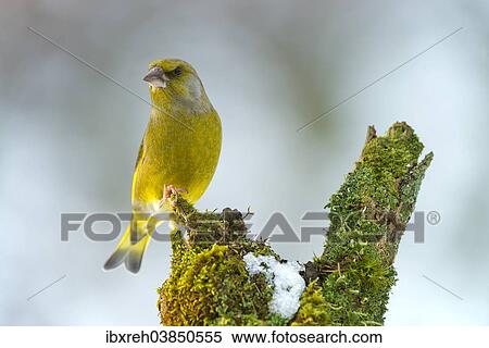 "Greenfinch (Chloris chloris), Tyrol, Austria, Europe" View Large Photo Image Stock Photography - "Greenfinch (Chloris chloris), Tyrol, Austria, Europe". Fotosearch