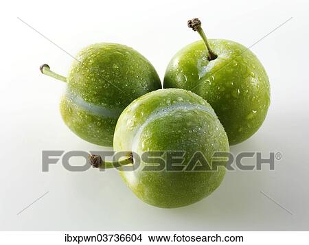 Greengage plums View Large Photo Image Picture - Greengage plums. Fotosearch
