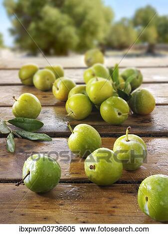 Stock Photography - Greengage plums. Fotosearch