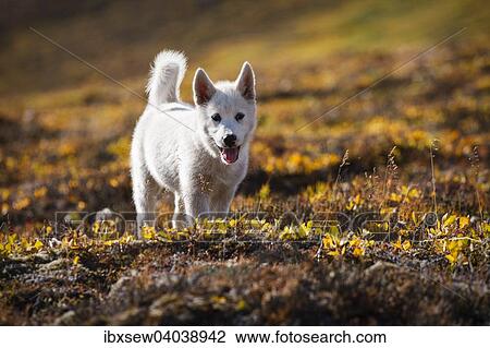 "Greenland Dog or Greenland Husky, puppy, Greenland, North America" View Large Photo Image Stock Image - "Greenland Dog or Greenland Husky, puppy, Greenland, North America". Fotosearch