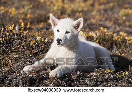 "Greenland Dog or Greenland Husky, puppy, Greenland, North America" View Large Photo Image Stock Photo - "Greenland Dog or Greenland Husky, puppy, Greenland, North America". Fotosearch