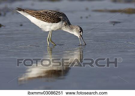 "Greenshank (Tringa nebularia), East Frisian Islands, East Frisia, Lower Saxony, Germany, Europe" View Large Photo Image Stock Image - "Greenshank (Tringa nebularia), East Frisian Islands, East Frisia, Lower Saxony, Germany, Europe". Fotosearch