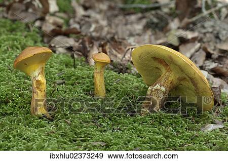 Stock Photo - "Greville's Bolete, Larch Bolete or Bovine Bolete (Suillus grevillei), Untergroeningen, Baden-Wuerttemberg, Germany, Europe". Fotosearch