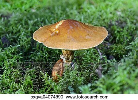 "Greville's Bolete, or Larch Bolete (Suillus grevillei), mycorrhiza fungus, edible, Switzerland, Europe" View Large Photo Image Stock Image - "Greville's Bolete, or Larch Bolete (Suillus grevillei), mycorrhiza fungus, edible, Switzerland, Europe". Fotosearch