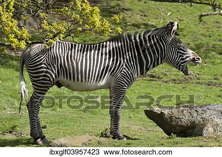 "Grevy's Zebra (Equus grevyi), yawning, captive" View Large Photo Image Stock Image - "Grevy's Zebra (Equus grevyi), yawning, captive". Fotosearch