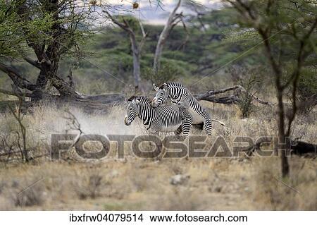 "Grevy's Zebras (Equus grevyi) mating, highly endangered species, Buffalo Springs National Reserve, Kenya, Africa" View Large Photo Image Picture - "Grevy's Zebras (Equus grevyi) mating, highly endangered species, Buffalo Springs National Reserve, Kenya, Africa". Fotosearch