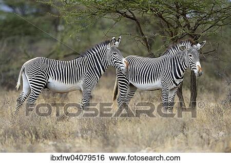 "Grevy's Zebras (Equus grevyi), standing in the bush savannah, highly endangered species, Buffalo Springs National Reserve, Kenya, Africa" View Large Photo Image Stock Photograph - "Grevy's Zebras (Equus grevyi), standing in the bush savannah, highly endangered species, Buffalo Springs National Reserve, Kenya, Africa". Fotosearch