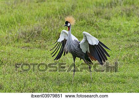 Stock Image - "Grey Crowned Crane (Balearica regulorum), Ngorongoro, Tanzania, Africa". Fotosearch