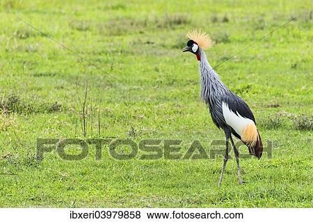 Stock Photo - "Grey Crowned Crane (Balearica regulorum), Ngorongoro, Tanzania, Africa". Fotosearch