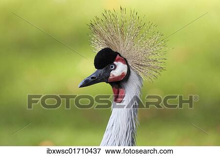 "Grey Crowned Crane (Balearica regulorum), portrait, Captive" View Large Photo Image Stock Photo - "Grey Crowned Crane (Balearica regulorum), portrait, Captive". Fotosearch