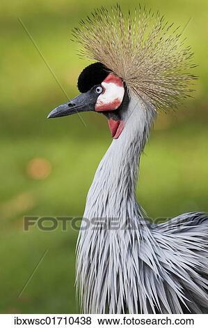 Stock Photo - "Grey Crowned Crane (Balearica regulorum), portrait, Captive". Fotosearch