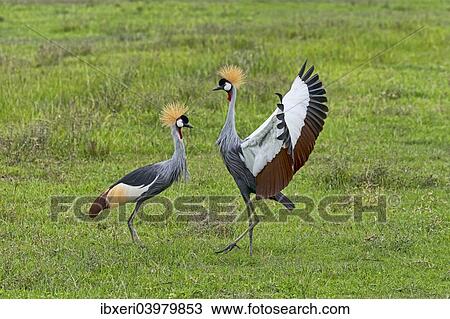 Stock Image - "Grey Crowned Cranes (Balearica regulorum), Ngorongoro, Tanzania, Africa". Fotosearch