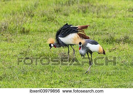 "Grey Crowned Cranes (Balearica regulorum), Ngorongoro, Tanzania, Africa" View Large Photo Image Stock Photograph - "Grey Crowned Cranes (Balearica regulorum), Ngorongoro, Tanzania, Africa". Fotosearch