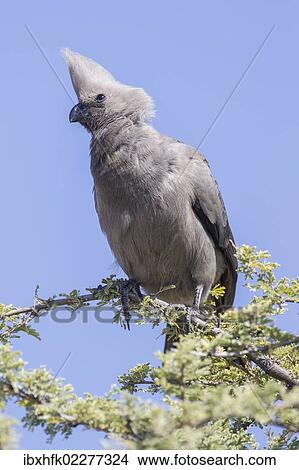 "Grey go-away-bird or Grey lourie (Corythaixoides concolor), Etosha National Park, Namibia, Africa" View Large Photo Image Picture - "Grey go-away-bird or Grey lourie (Corythaixoides concolor), Etosha National Park, Namibia, Africa". Fotosearch