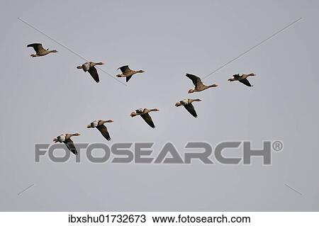 Grey Goose (Anser anser) in flight formation View Large Photo Image Stock Image - Grey Goose (Anser anser) in flight formation. Fotosearch