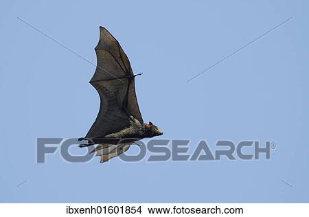 "Grey-headed flying fox (Pteropus poliocephalus), Australia, Oceania" View Large Photo Image Picture - "Grey-headed flying fox (Pteropus poliocephalus), Australia, Oceania". Fotosearch