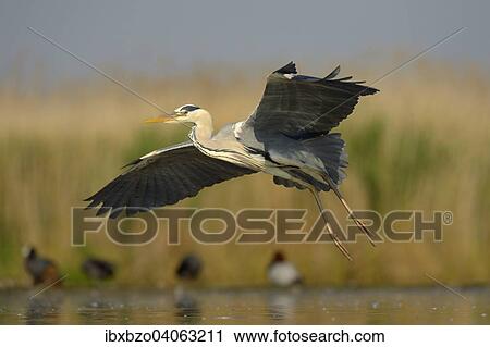 "Grey Heron (Ardea cinerea), adult bird in flight, Kiskunsag National Park, Southeastern Hungary, Hungary, Europe" View Large Photo Image Stock Image - "Grey Heron (Ardea cinerea), adult bird in flight, Kiskunsag National Park, Southeastern Hungary, Hungary, Europe". Fotosearch