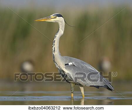"Grey Heron (Ardea cinerea), adult bird foraging for food, Kiskunsag National Park, Southeastern Hungary, Hungary, Europe" View Large Photo Image Stock Image - "Grey Heron (Ardea cinerea), adult bird foraging for food, Kiskunsag National Park, Southeastern Hungary, Hungary, Europe". Fotosearch