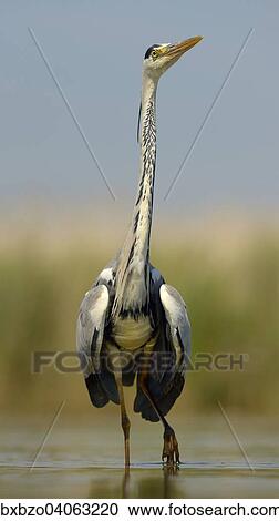 "Grey Heron (Ardea cinerea), adult bird displaying, Kiskunsag National Park, Southeastern Hungary, Hungary, Europe" View Large Photo Image Stock Image - "Grey Heron (Ardea cinerea), adult bird displaying, Kiskunsag National Park, Southeastern Hungary, Hungary, Europe". Fotosearch
