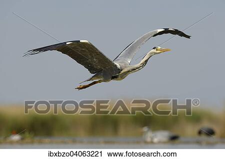 "Grey Heron (Ardea cinerea), adult bird in flight, Kiskunsag National Park, Southeastern Hungary, Hungary, Europe" View Large Photo Image Stock Image - "Grey Heron (Ardea cinerea), adult bird in flight, Kiskunsag National Park, Southeastern Hungary, Hungary, Europe". Fotosearch