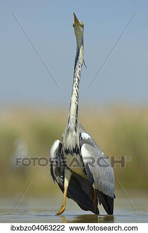 "Grey Heron (Ardea cinerea), adult bird displaying, Kiskunsag National Park, Southeastern Hungary, Hungary, Europe" View Large Photo Image Stock Image - "Grey Heron (Ardea cinerea), adult bird displaying, Kiskunsag National Park, Southeastern Hungary, Hungary, Europe". Fotosearch
