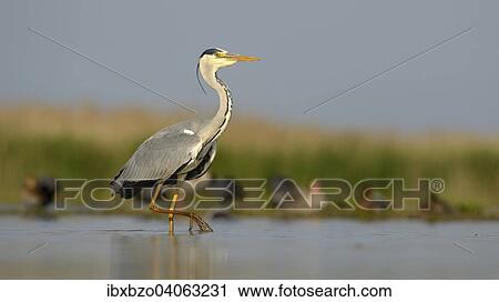 "Grey Heron (Ardea cinerea), adult bird foraging for food, Kiskunsag National Park, Southeastern Hungary, Hungary, Europe" View Large Photo Image Stock Image - "Grey Heron (Ardea cinerea), adult bird foraging for food, Kiskunsag National Park, Southeastern Hungary, Hungary, Europe". Fotosearch