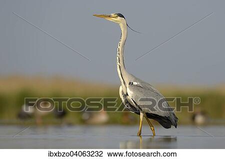 "Grey Heron (Ardea cinerea), adult bird foraging for food, Kiskunsag National Park, Southeastern Hungary, Hungary, Europe" View Large Photo Image Stock Image - "Grey Heron (Ardea cinerea), adult bird foraging for food, Kiskunsag National Park, Southeastern Hungary, Hungary, Europe". Fotosearch