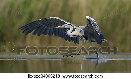 "Grey Heron (Ardea cinerea), adult bird taking off, Kiskunsag National Park, Southeastern Hungary, Hungary, Europe" View Large Photo Image Stock Photo - "Grey Heron (Ardea cinerea), adult bird taking off, Kiskunsag National Park, Southeastern Hungary, Hungary, Europe". Fotosearch