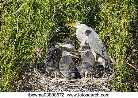 Stock Image - "Grey Heron (Ardea cinerea), adult in a nest with four young birds, Lower Saxony, Germany, Europe". Fotosearch