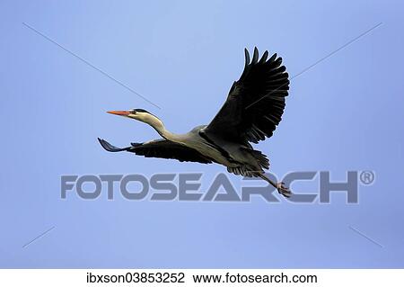"Grey Heron (Ardea cinerea), adult in breeding plumage, flying, Baden-Wurttemberg, Germany, Europe" View Large Photo Image Stock Image - "Grey Heron (Ardea cinerea), adult in breeding plumage, flying, Baden-Wurttemberg, Germany, Europe". Fotosearch
