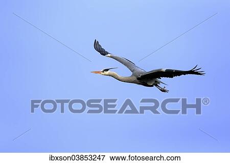 "Grey Heron (Ardea cinerea), adult in breeding plumage, flying, Baden-Wurttemberg, Germany, Europe" View Large Photo Image Stock Photo - "Grey Heron (Ardea cinerea), adult in breeding plumage, flying, Baden-Wurttemberg, Germany, Europe". Fotosearch