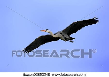 "Grey Heron (Ardea cinerea), adult in breeding plumage, flying, Baden-Wurttemberg, Germany, Europe" View Large Photo Image Stock Photo - "Grey Heron (Ardea cinerea), adult in breeding plumage, flying, Baden-Wurttemberg, Germany, Europe". Fotosearch